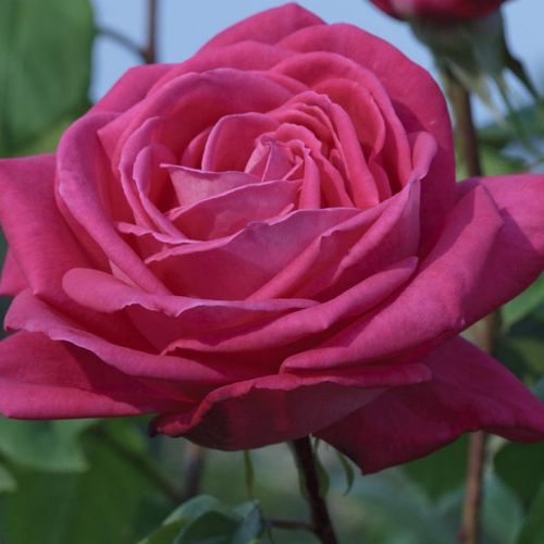 Rosa Lolita Lempicka ® Gpt. - ružová - Stromkové ruže s kvetmi čajohybridovstromková ruža s kríkovitou tvarou koruny